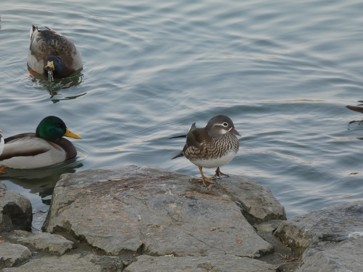 Mandarin Duck - ML646790390