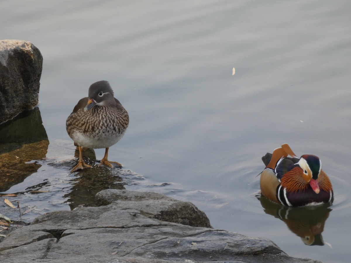Mandarin Duck - ML646790391