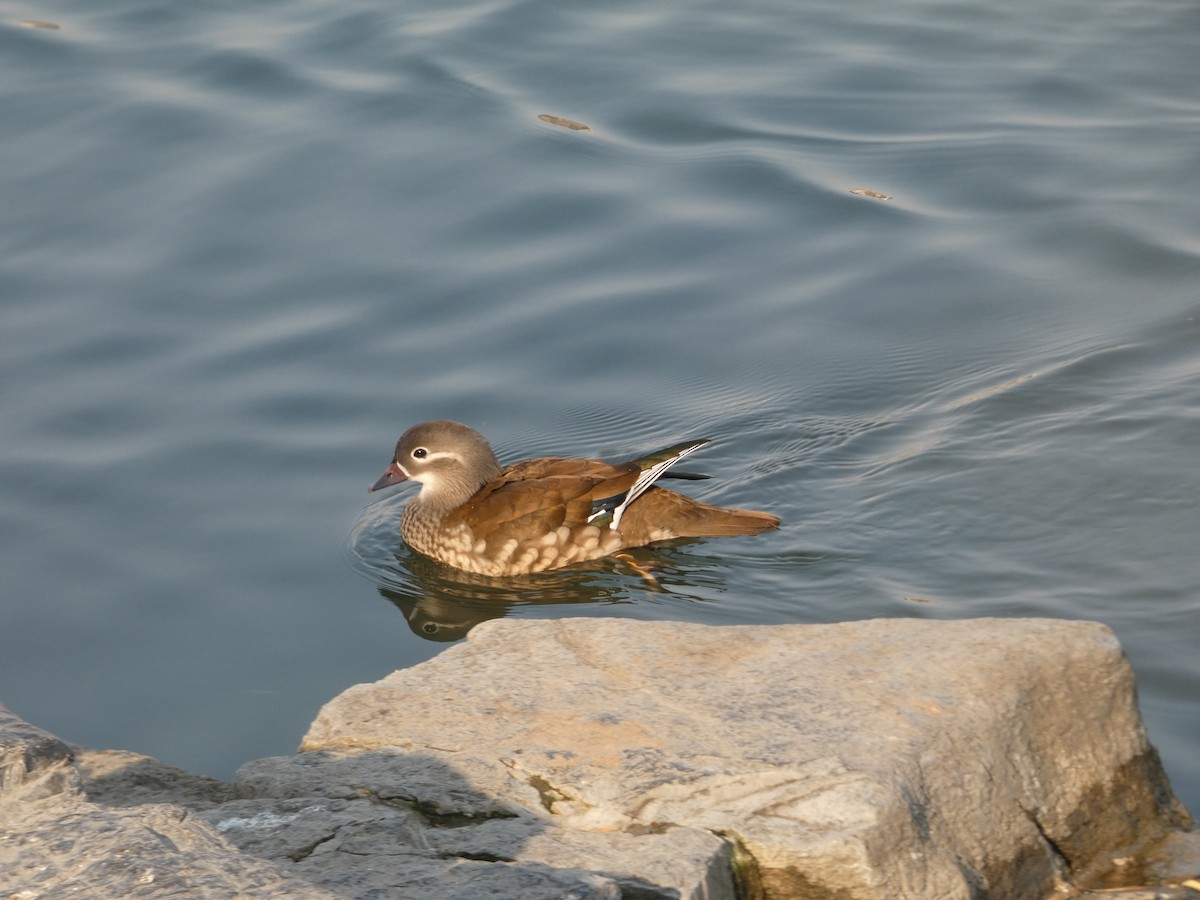 Mandarin Duck - ML646790392