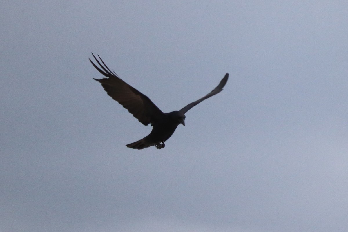 American/Fish Crow - ML646790393