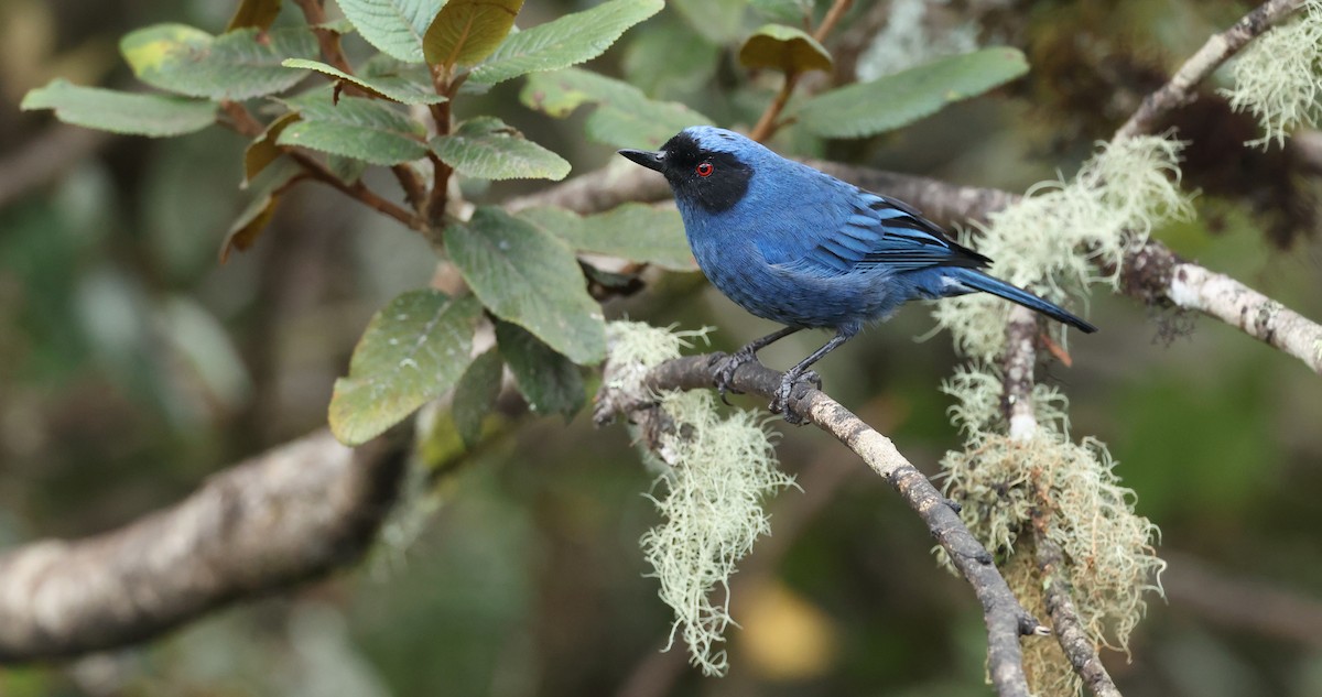 maskeblomsterborer - ML646790394