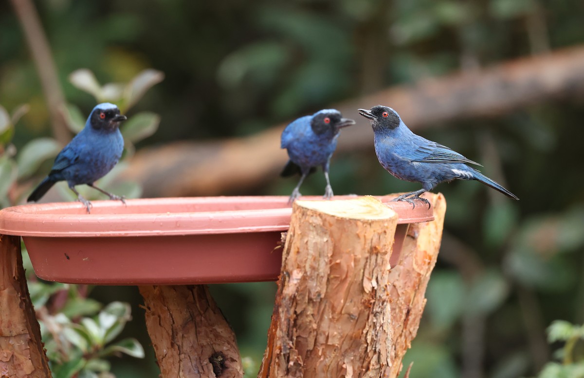 maskeblomsterborer - ML646790395