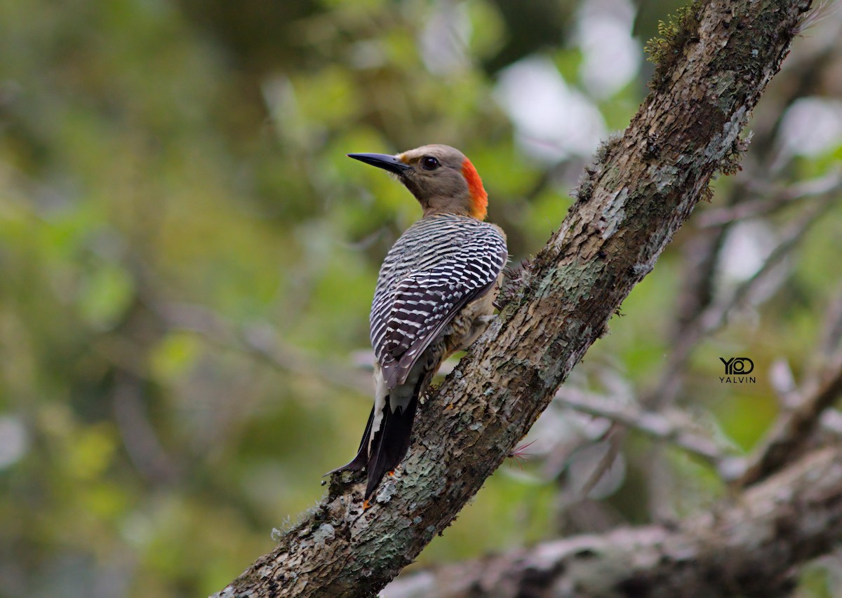 Golden-fronted Woodpecker - ML646790396