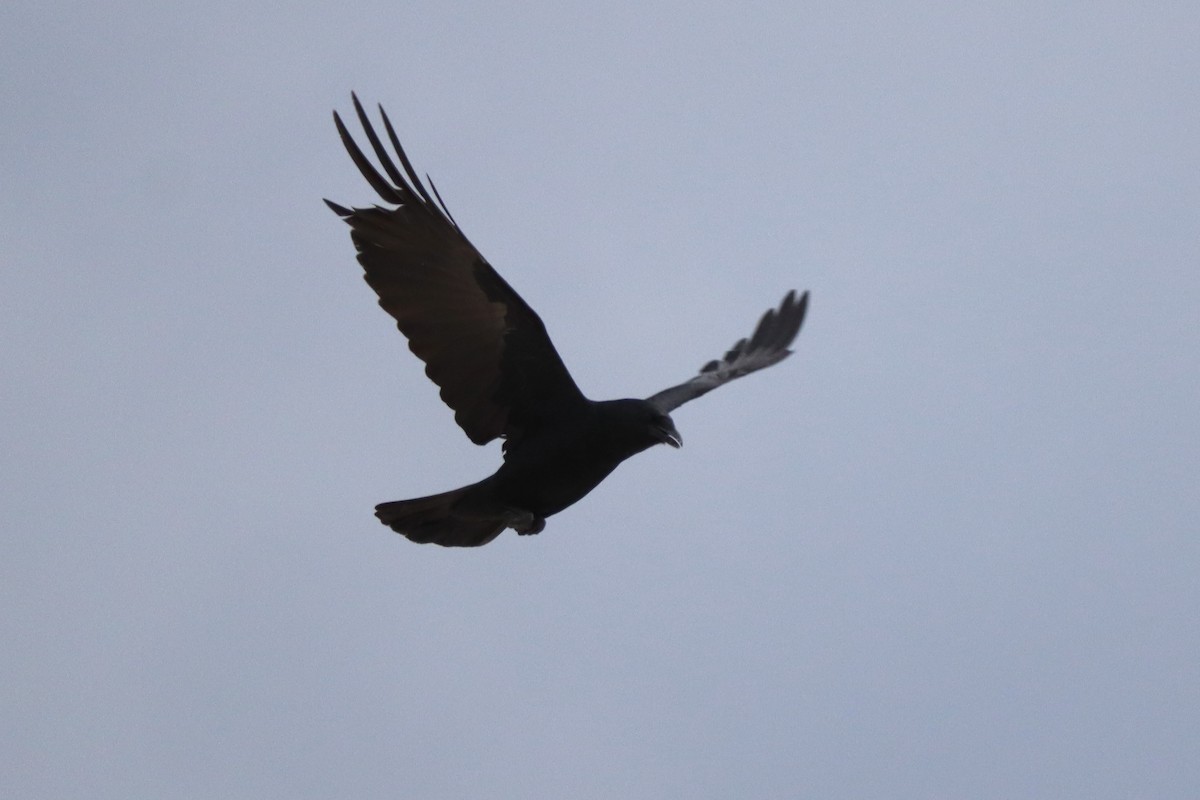 American/Fish Crow - ML646790400