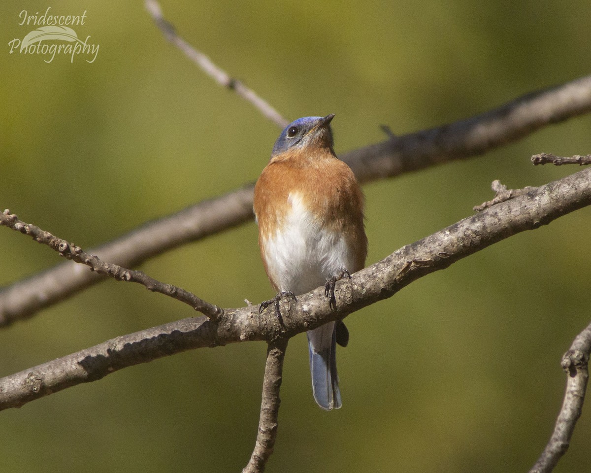 Eastern Bluebird - ML646790401