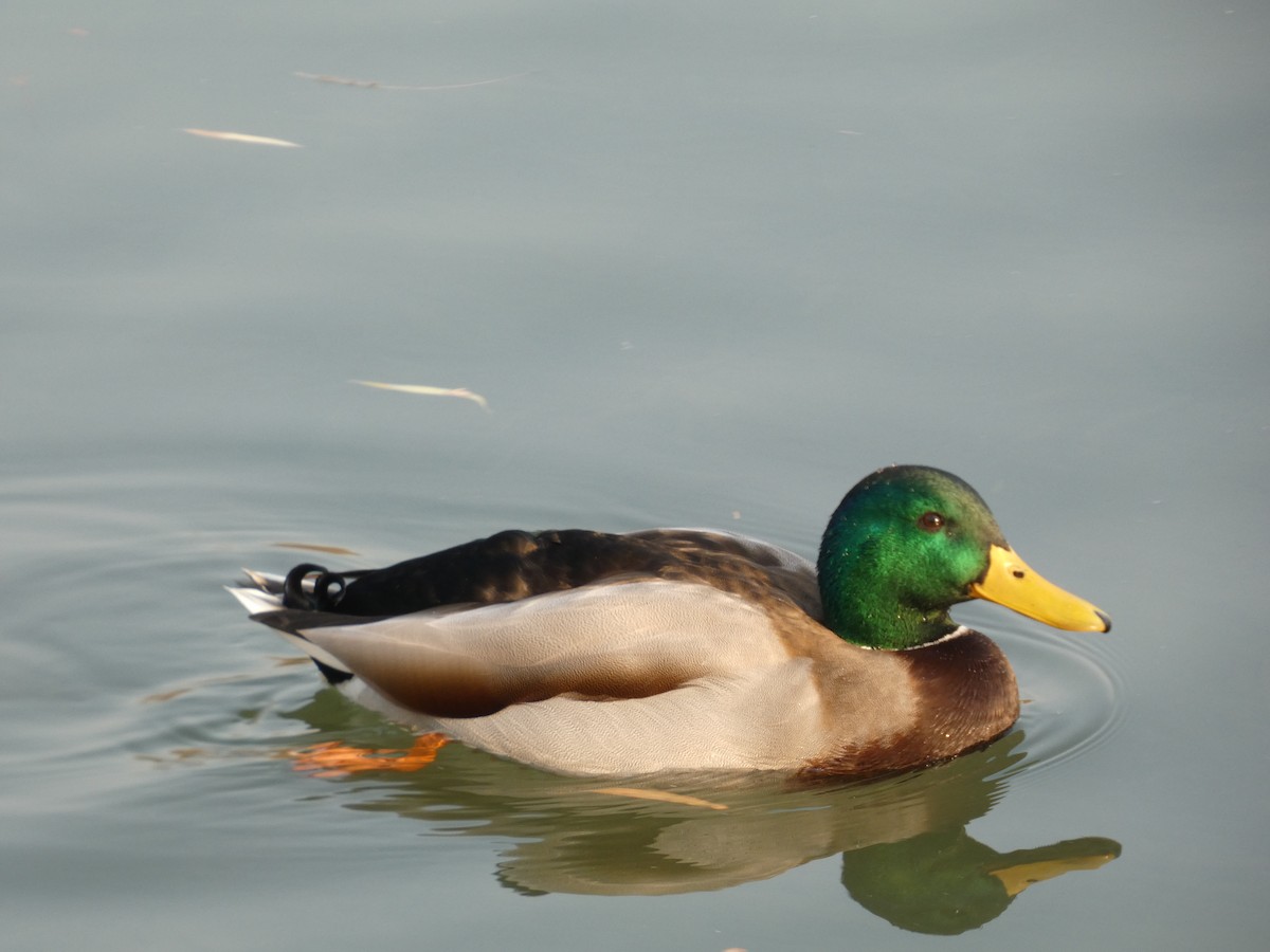 Stockente - ML646790403