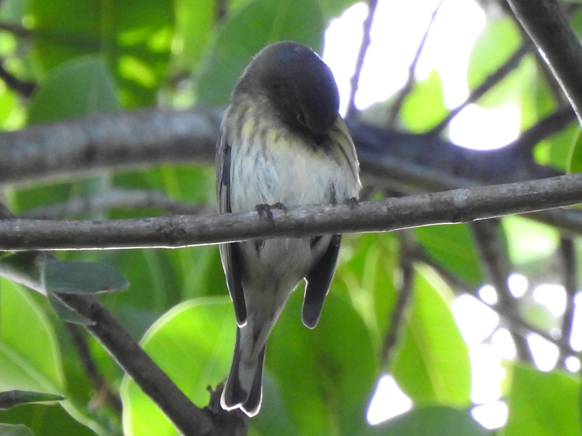 Tigerwaldsänger - ML646790404