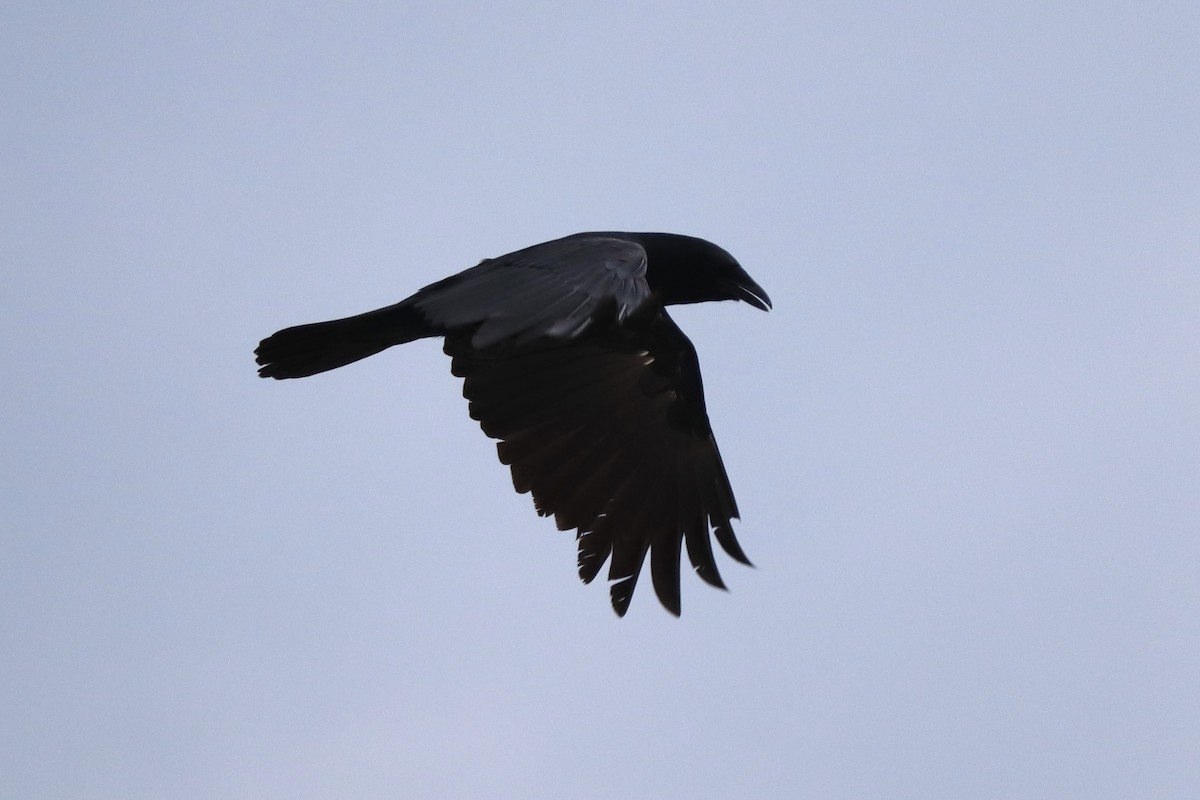 American/Fish Crow - ML646790407