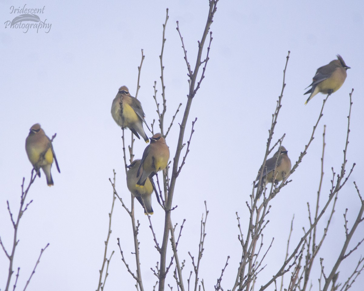 Cedar Waxwing - ML646790408