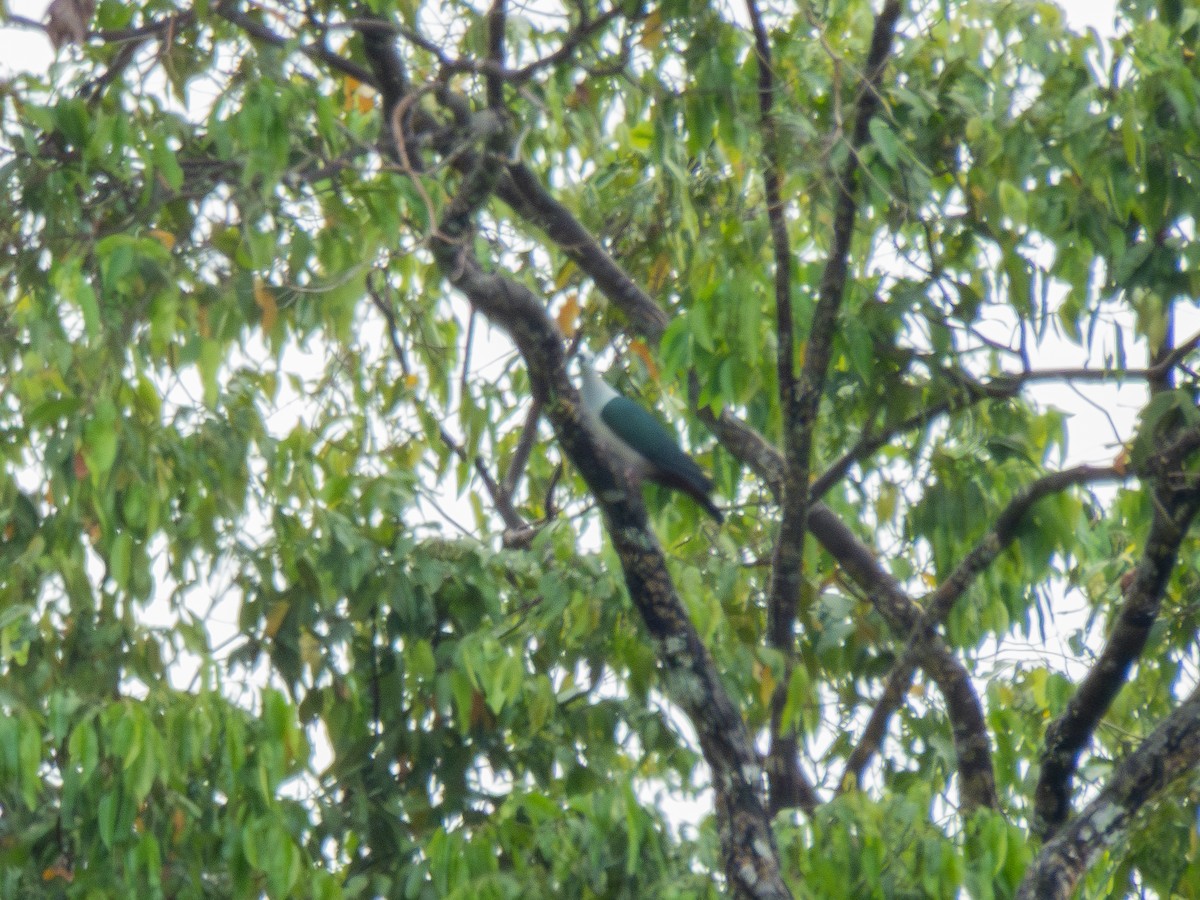 Dúcula de la Nuez Moscada - ML646790410