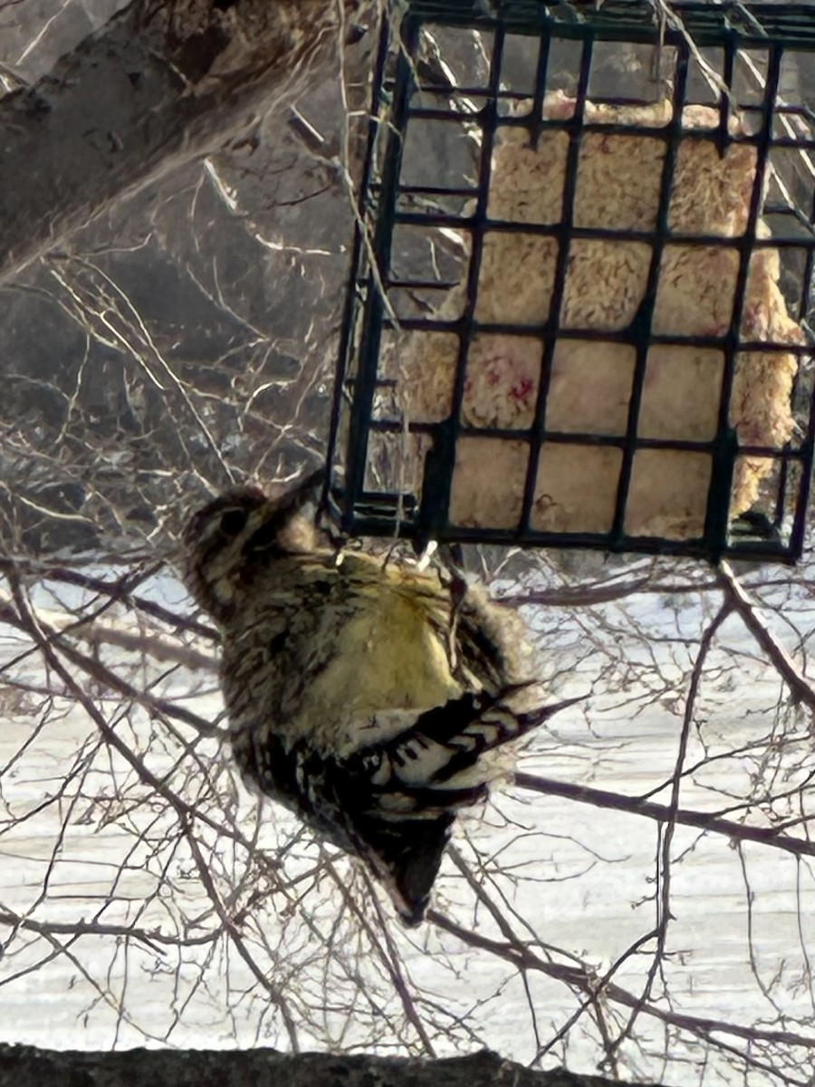 Дятел-смоктун жовточеревий - ML646790411