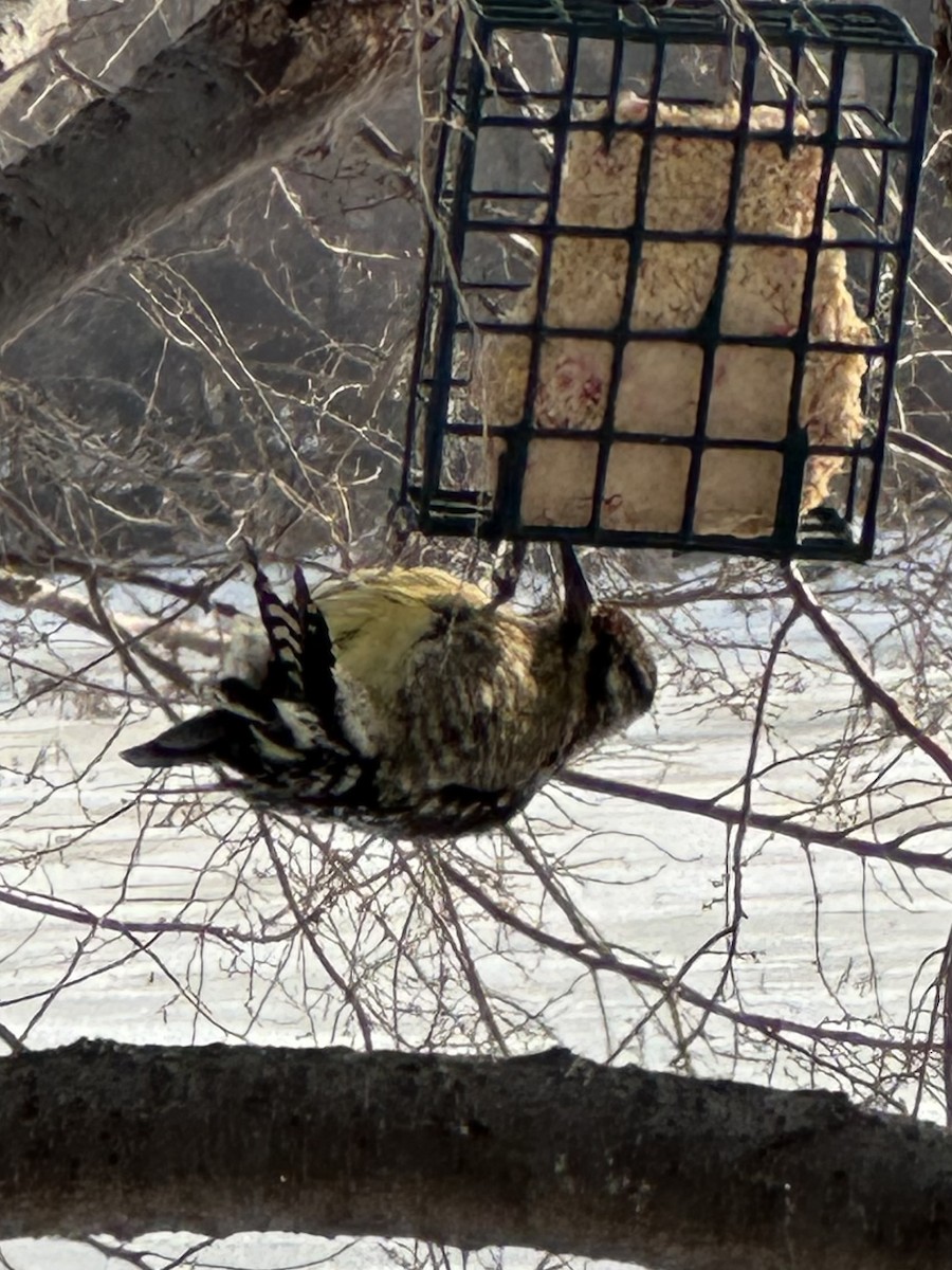 Дятел-смоктун жовточеревий - ML646790412