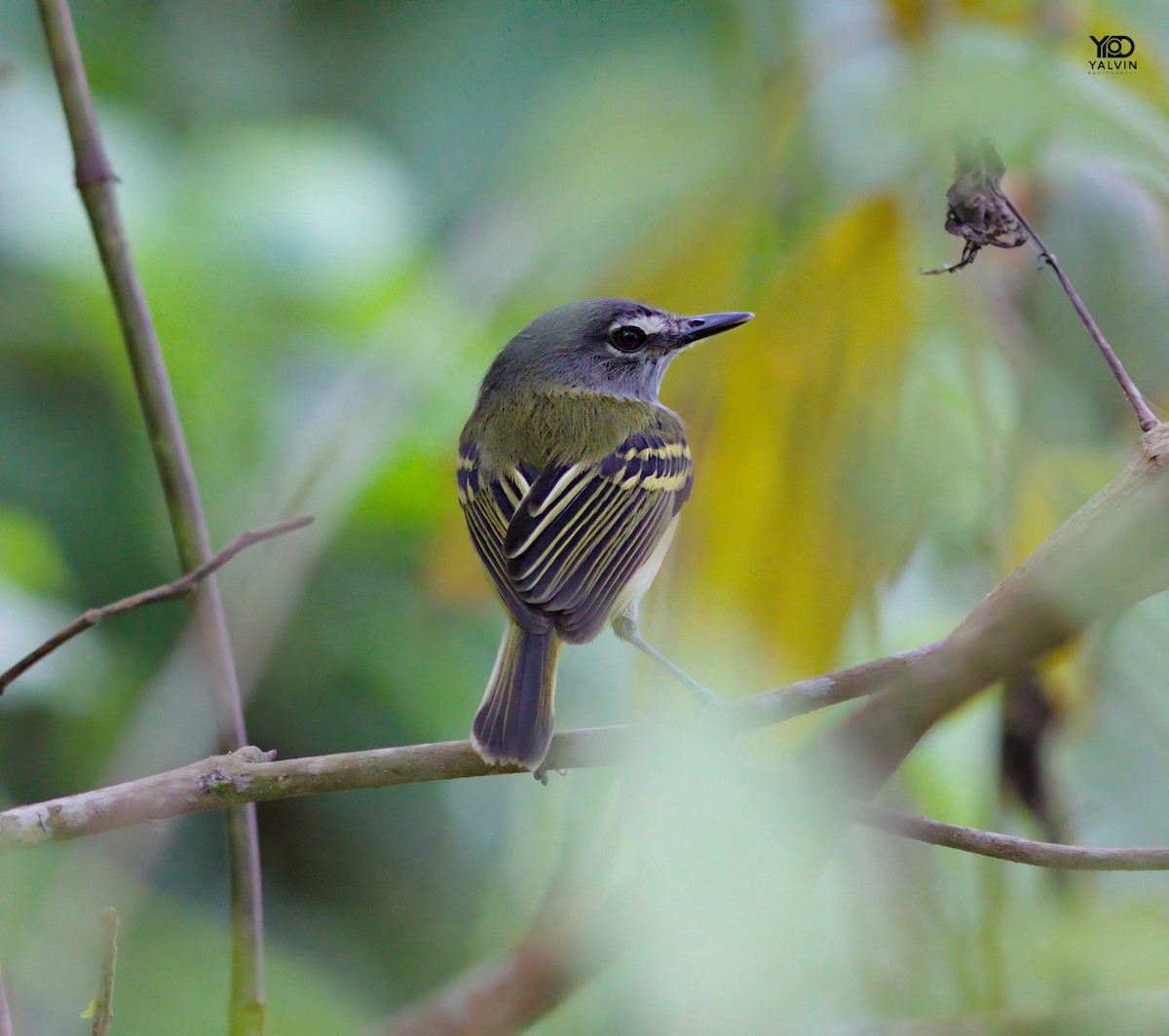 Slate-headed Tody-Flycatcher - ML646790417