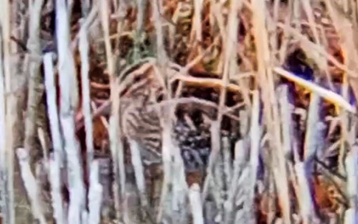 タシギ - ML646790419