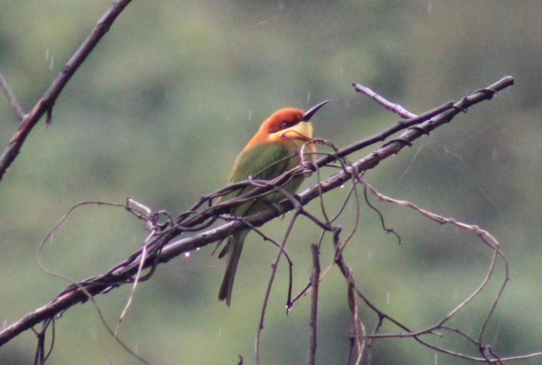 Chestnut-headed Bee-eater - ML646790420