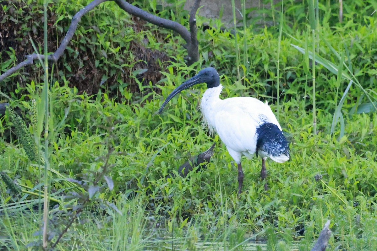 Avustralya Kutsal Aynağı - ML646790421