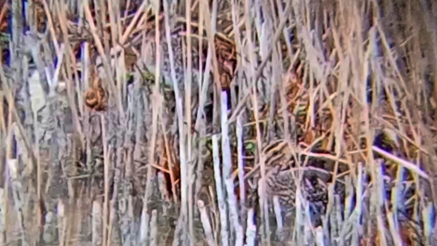 タシギ - ML646790422