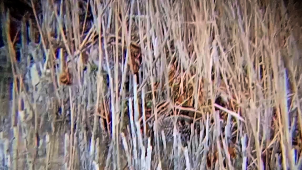 タシギ - ML646790425