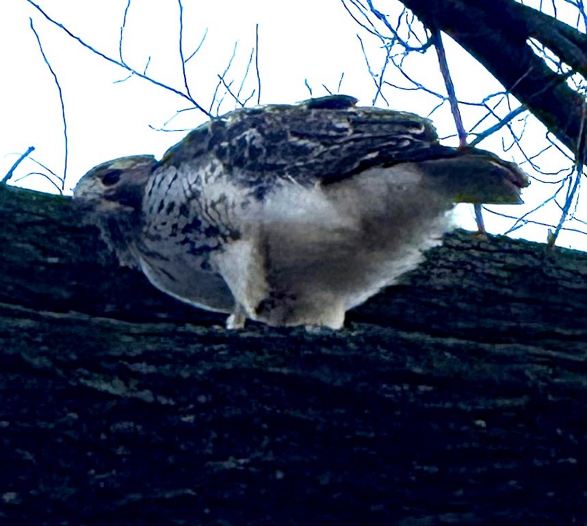 アカオノスリ - ML646790426