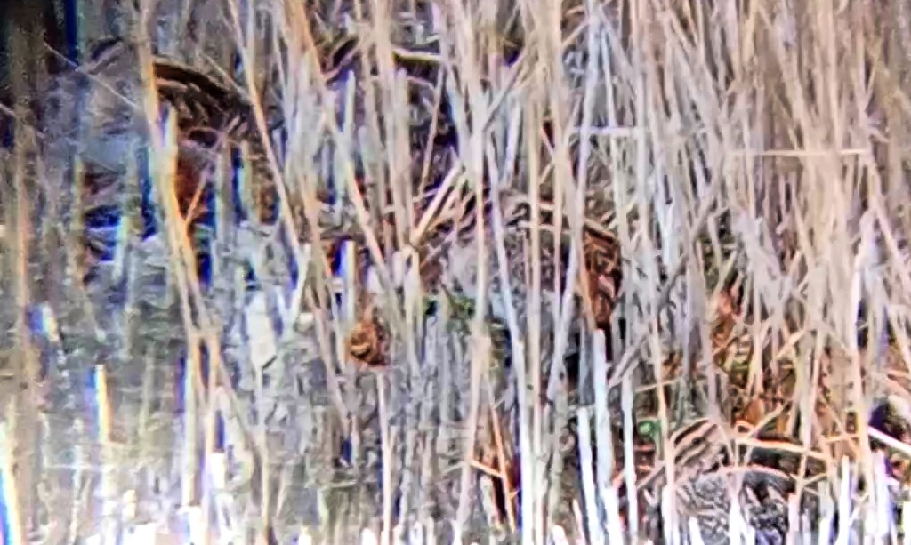 タシギ - ML646790427