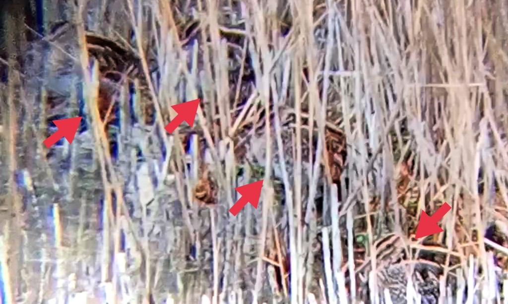 タシギ - ML646790428