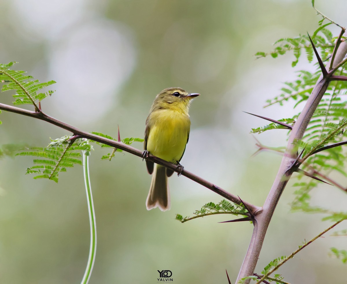 Yellow Tyrannulet - ML646790429