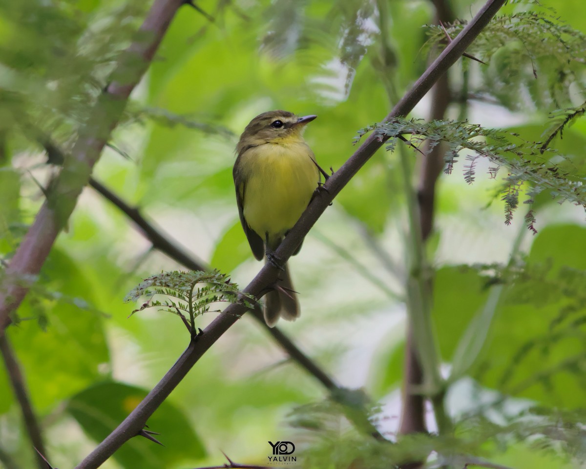 Yellow Tyrannulet - ML646790430