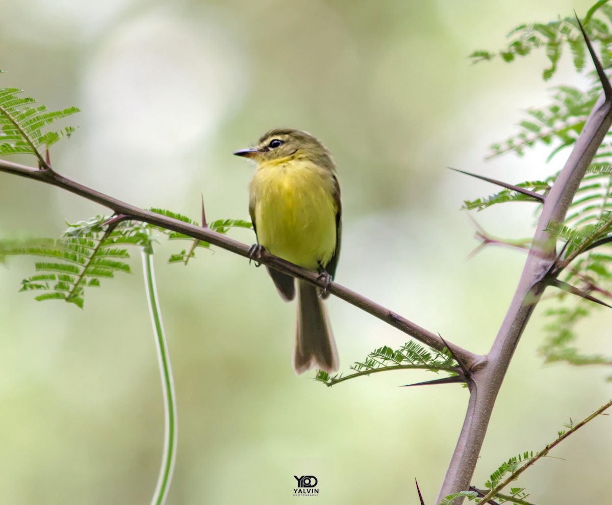 Yellow Tyrannulet - ML646790431