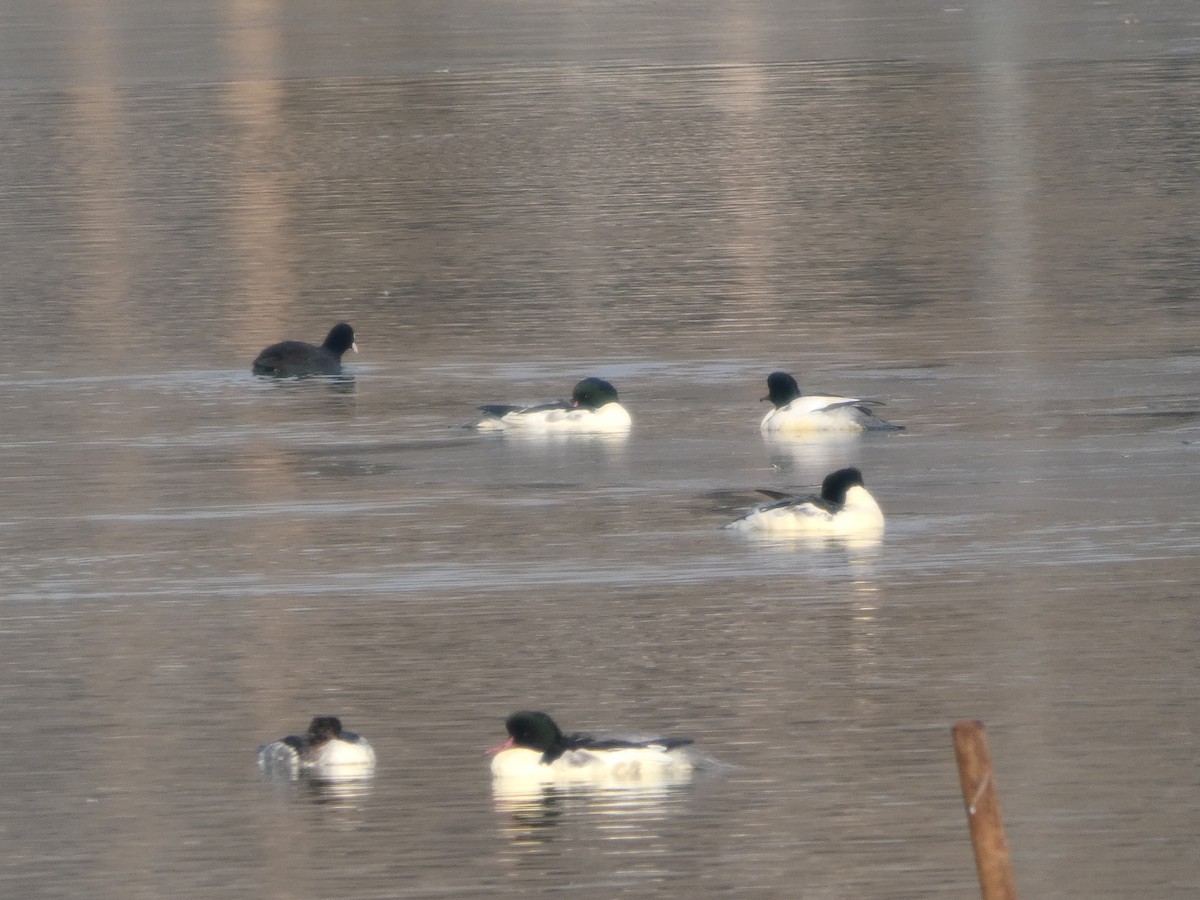 Gänsesäger - ML646790432