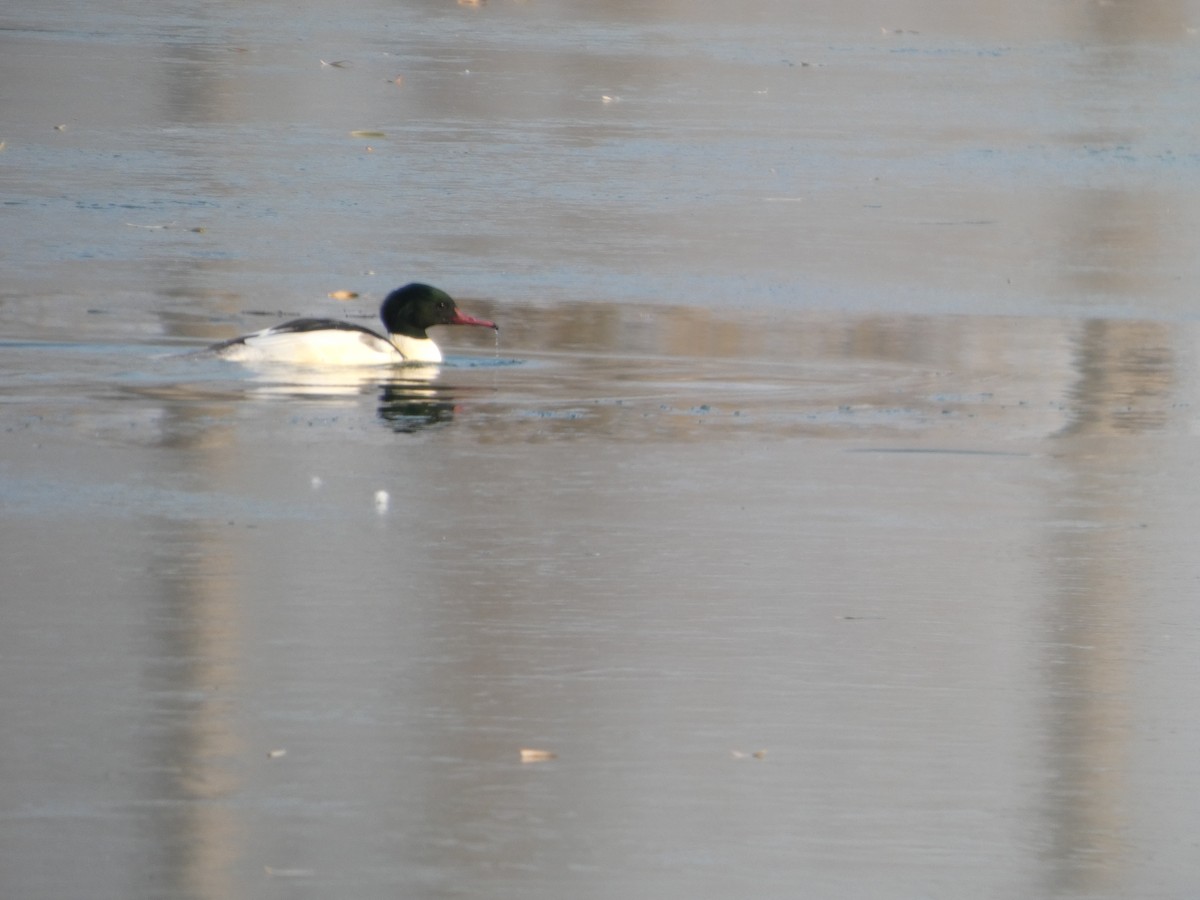 Gänsesäger - ML646790433