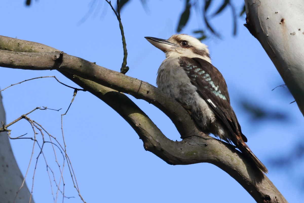 Kukabura - ML646790434