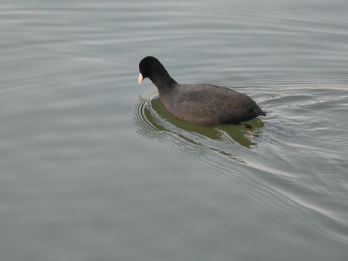 Blässhuhn - ML646790437