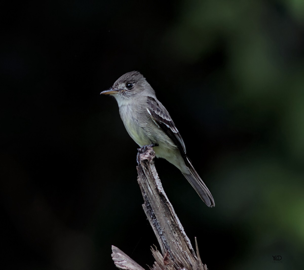 Northern Tropical Pewee - ML646790438