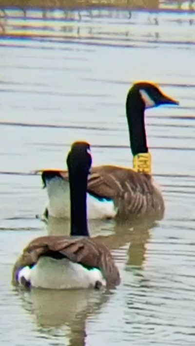 カナダガン - ML646790439