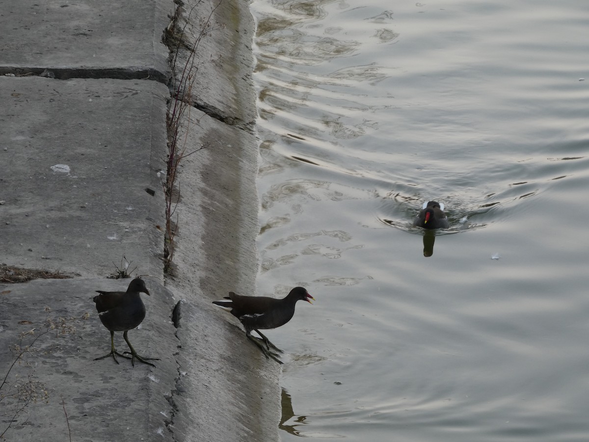 Teichhuhn - ML646790443