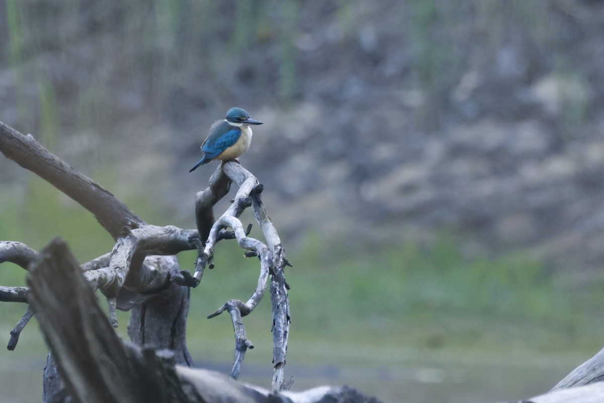 Kutsal Yalıçapkını - ML646790445