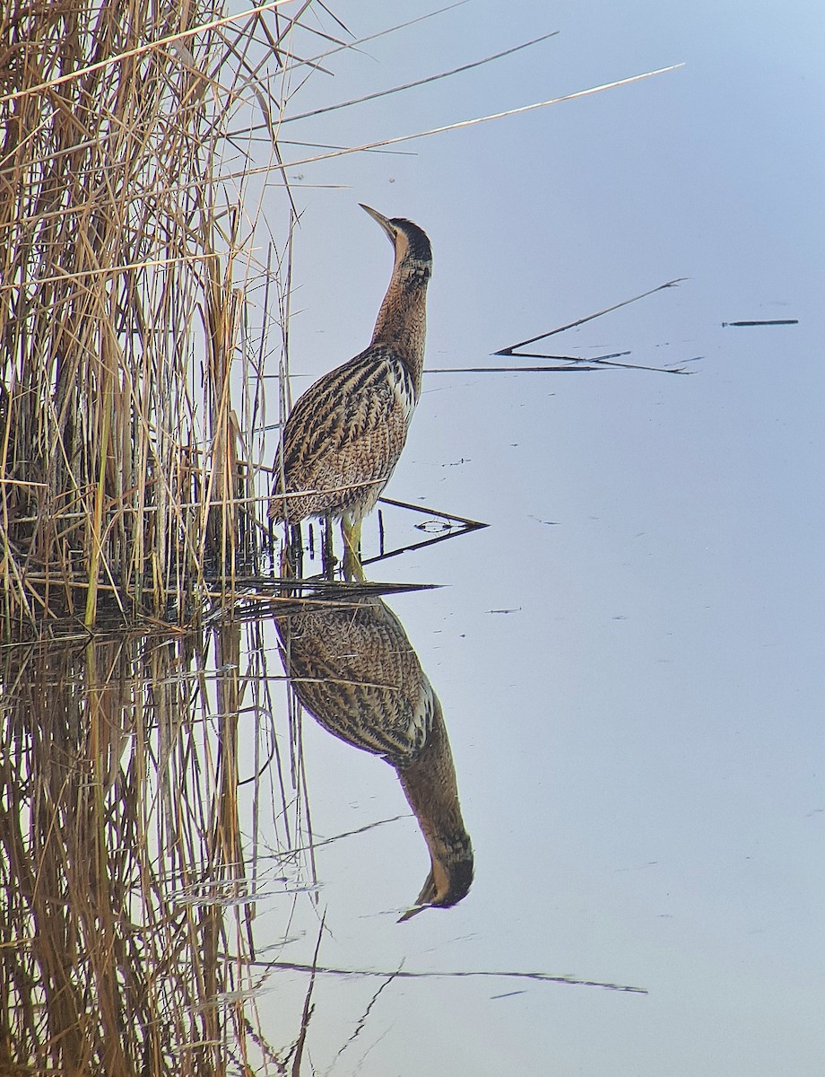Eurasian Bittern - ML646790448