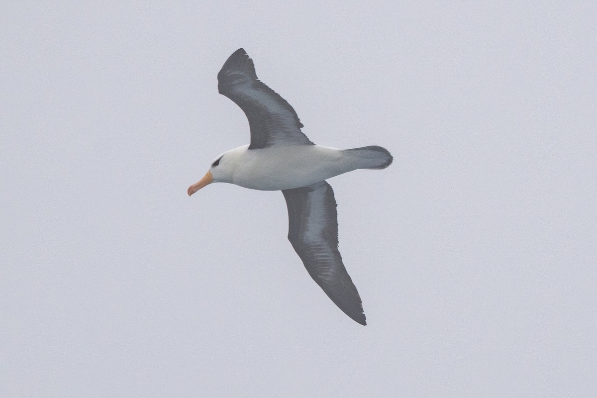 Kara Kaşlı Albatros - ML646790449