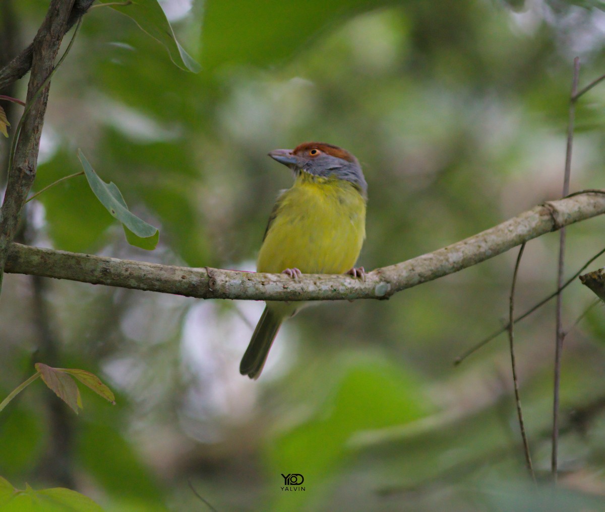 Rufous-browed Peppershrike - ML646790451