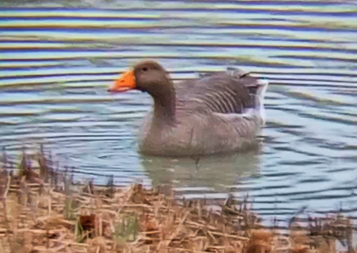 ハイイロガン - ML646790452