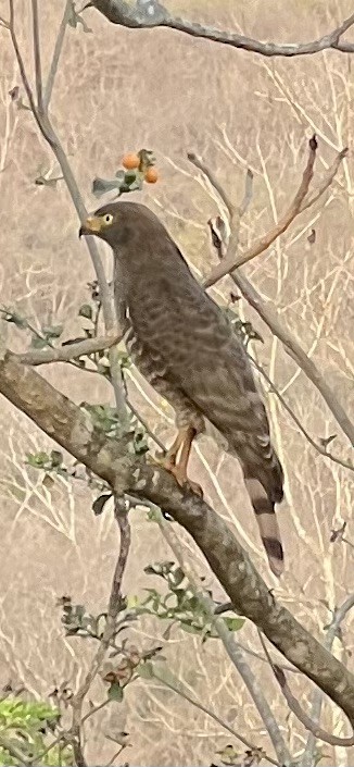 Roadside Hawk - ML646790453
