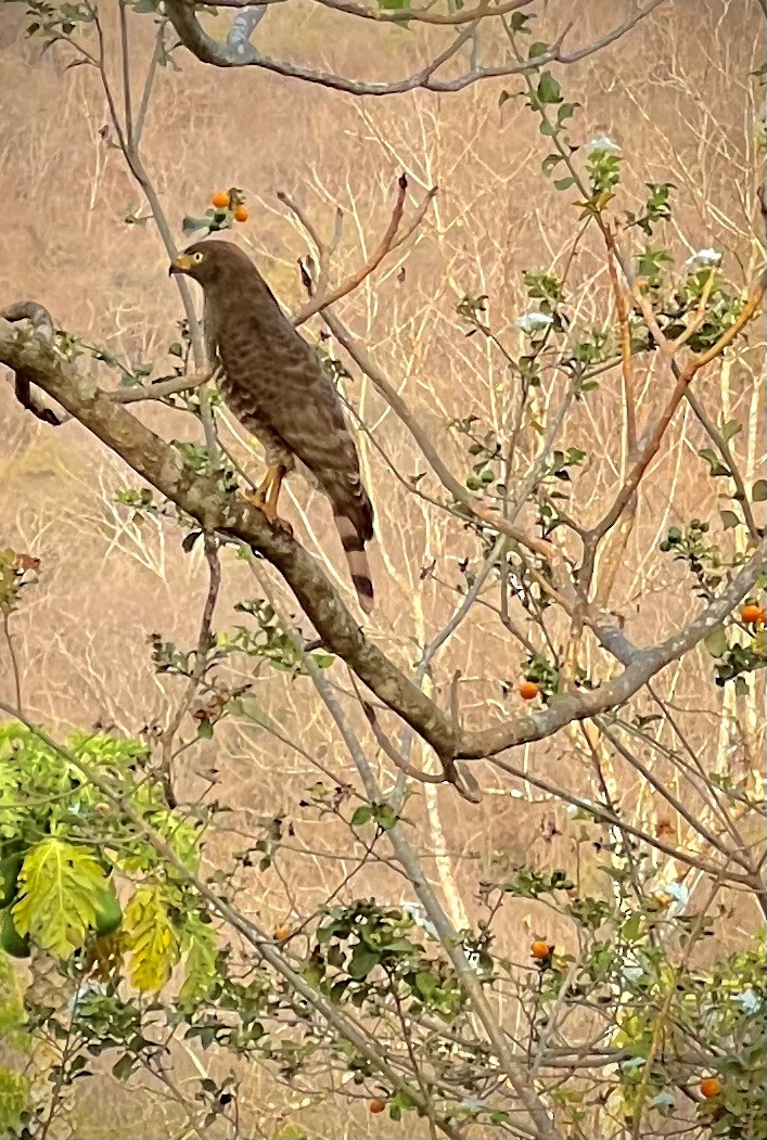 Roadside Hawk - ML646790454