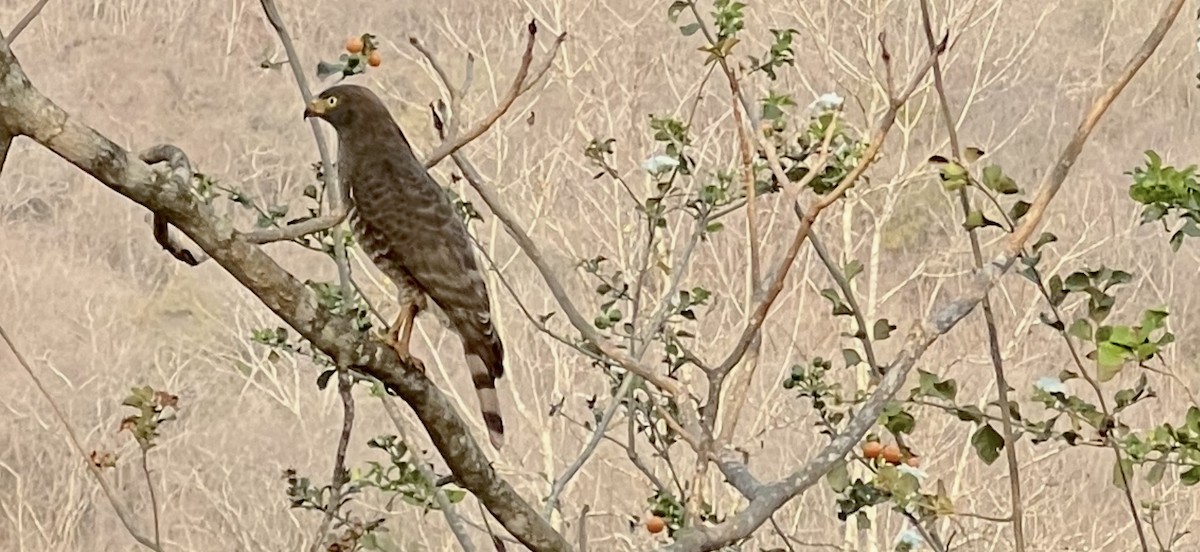 Roadside Hawk - ML646790455