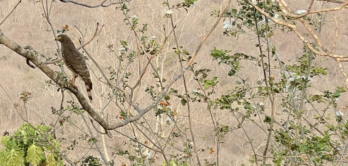 Roadside Hawk - ML646790456