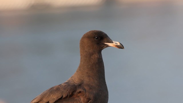 Мартин червонодзьобий - ML646790458