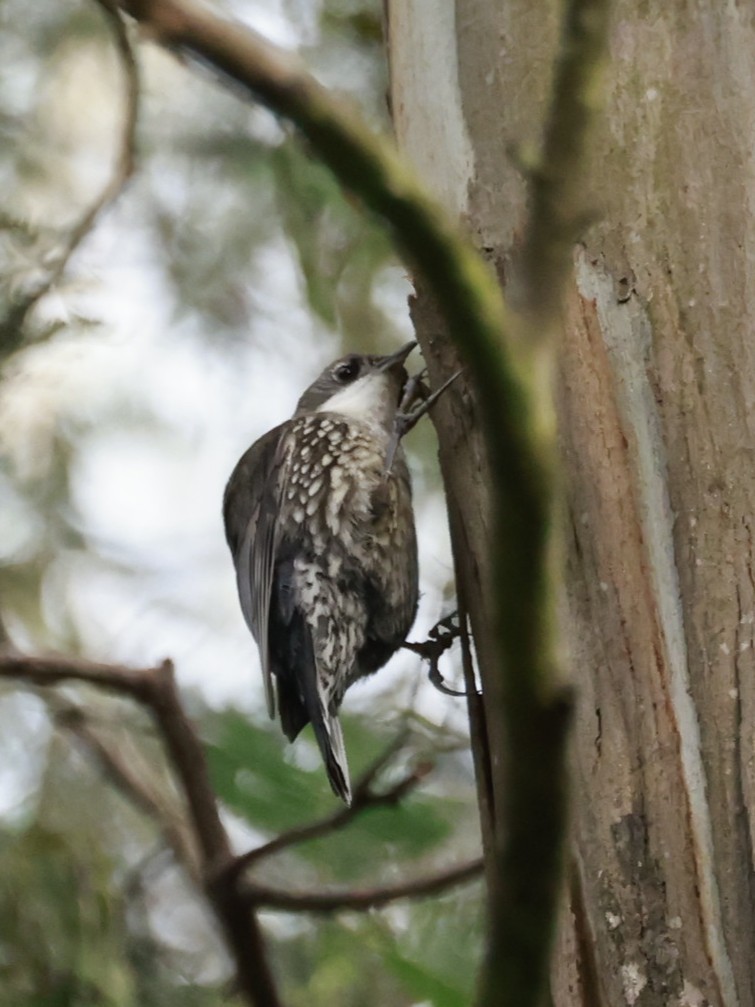 Ak Gerdanlı Tırmaşık - ML646790459