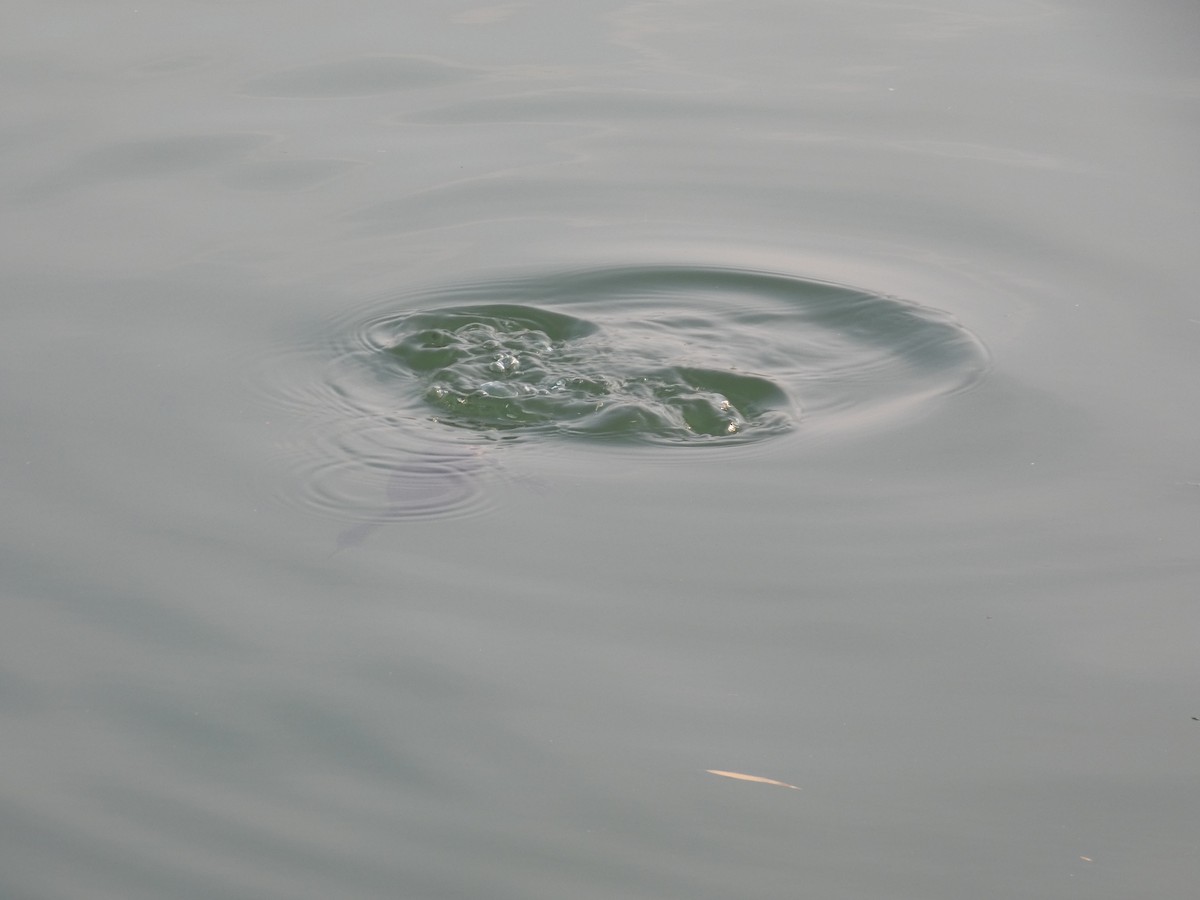 Zwergtaucher - ML646790462