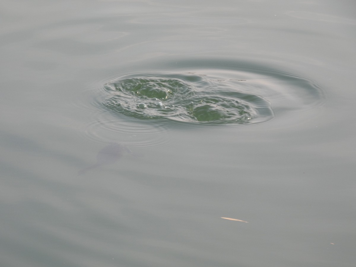 Zwergtaucher - ML646790463