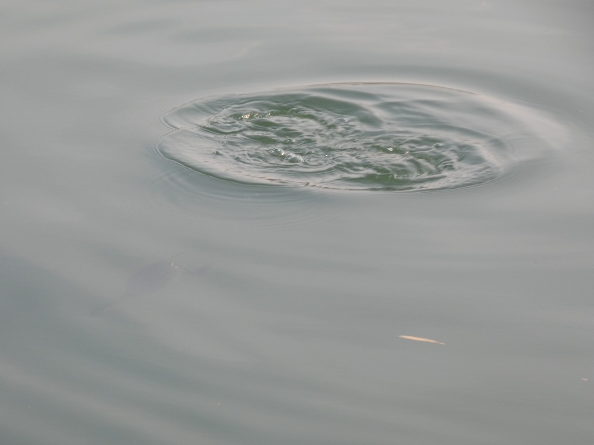 Zwergtaucher - ML646790464