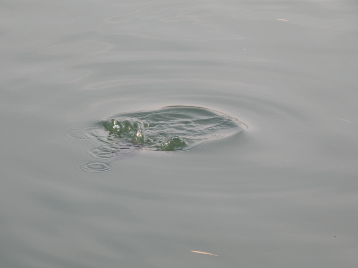 Zwergtaucher - ML646790465